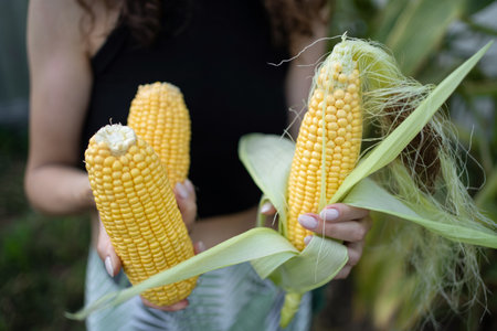 woman farmer pick corn in field at summer day, crop seasonの写真素材