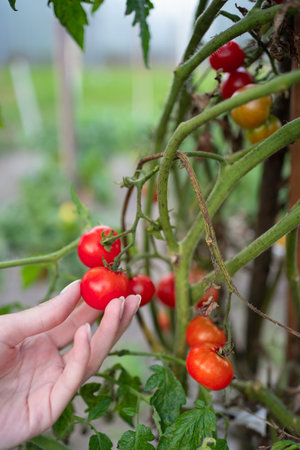 woman farmer pick fresh organic tomatoes in garden, vegetable growing conceptの写真素材