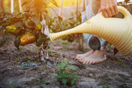 female with watering can pouring bell pepper in vegetables garden, closeupの写真素材