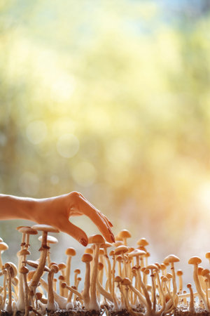 person hand harvesting psychedelic psilocybin mushrooms homemade or laboratoryの写真素材