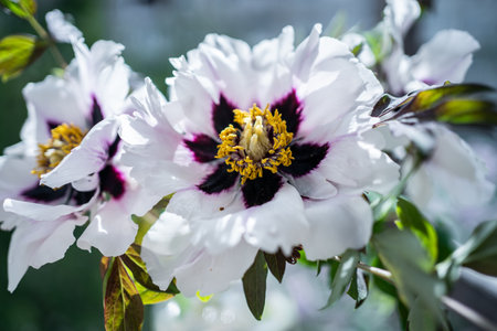 beautiful fresh white peony flower blossomの写真素材