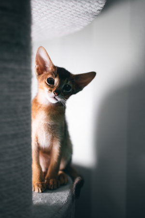 funny small kitten abyssinian breed sitting on soft pet pillowの写真素材