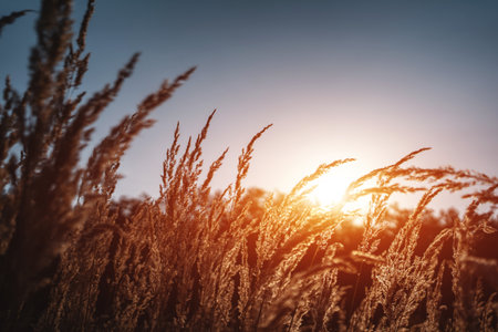 beautiful dry grass or cereal crops in field waving under wind at sunsetの写真素材