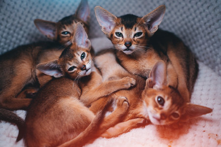 funny small kittens abyssinian breed lies in soft pet houseの写真素材