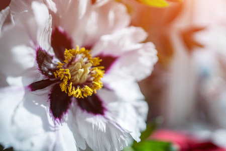 beautiful fresh white peony flower blossomの写真素材
