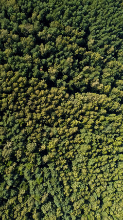 big forest with green trees at summer, Ukraine, aerial drone view