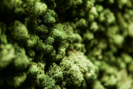 wall with green natural moss patternの写真素材