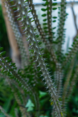 green cactus with spikes in botanical gardenの写真素材