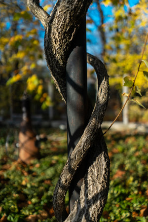 celastrus orbiculatus plant clambering around metal axis, yellow autumnの写真素材