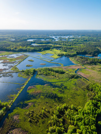 beautiful artificial lake in green forest, serene fishing pond and swamp, fishery and hunting industry, aerial top view, Osowek Polandの写真素材