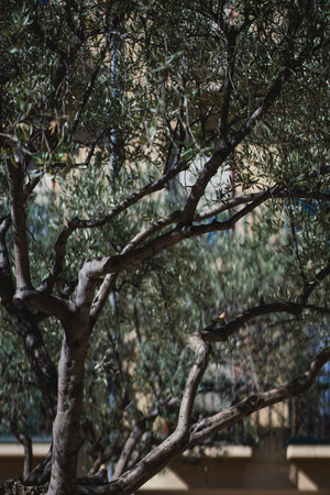 Olive tree stands prominently in sunlit courtyard creating an inviting atmosphere in the heart of the cityの写真素材