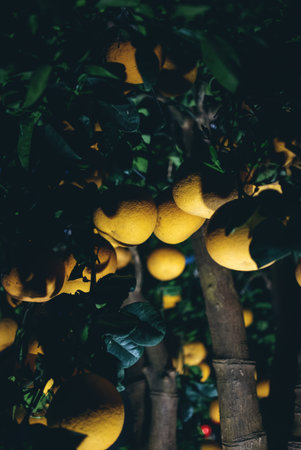 Pomelo hanging on tropical tree at night with soft illumination and shadows, Citrus fruits growing...