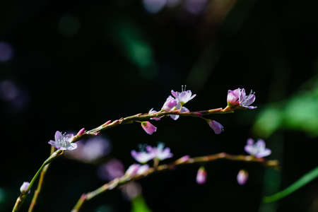macro purple flowerの写真素材