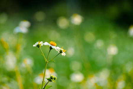 little wild flower with bokeh backgroundの写真素材