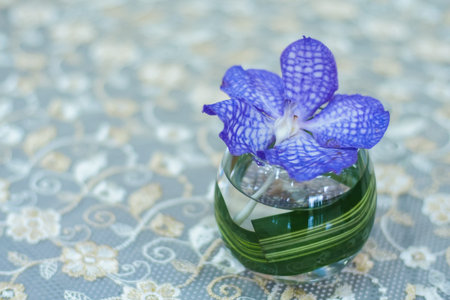 purple orchid in glass on tableの写真素材