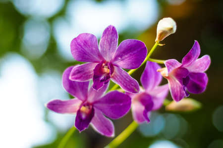 purple orchid in gardenの写真素材