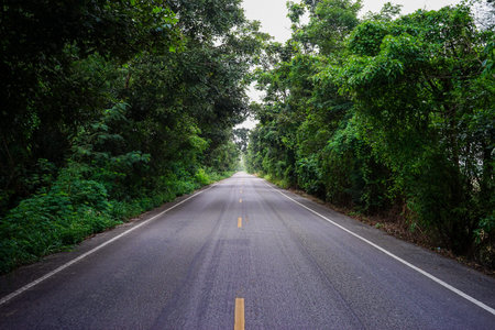Straight Forest Country Road in Early Autumn