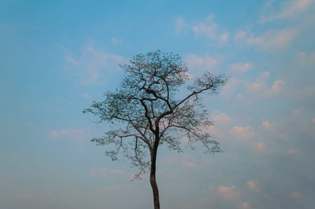 The single tree and sky