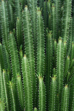 Close fresh cactus background wallpaperの写真素材
