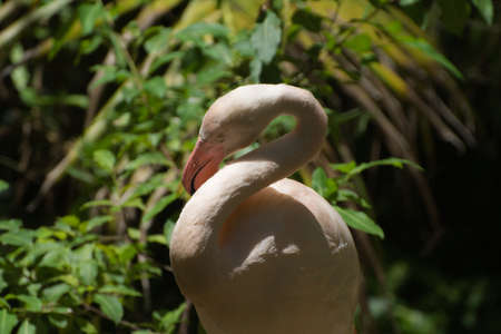 Close up of flamingoの写真素材