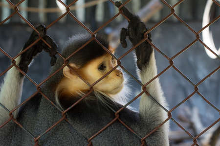 Douc langur on the cageの写真素材