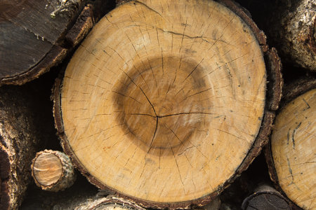 Cross section of tree after saw