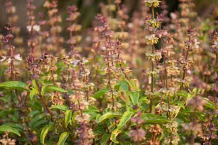 Background of fresh sweet basilの写真素材