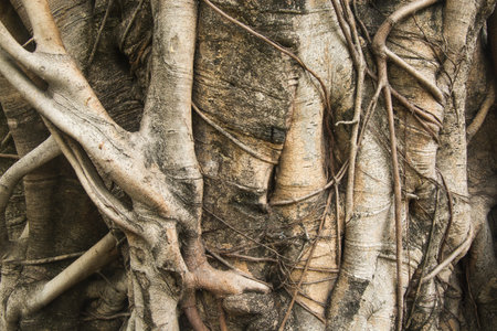 Background of bark texture detial