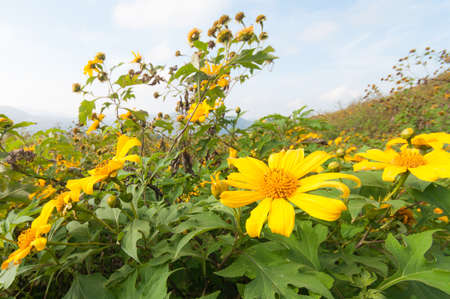 Close up of fresh mexican sunflowerの写真素材