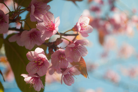 Close up of wild himalayan cherryの写真素材