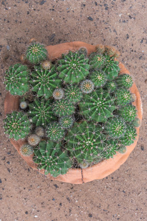 Close fresh cactus with vase