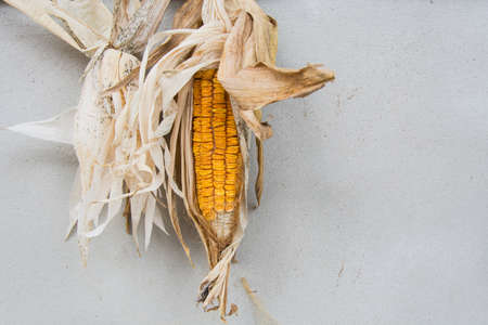 Dried corn with concrete backgroundの写真素材