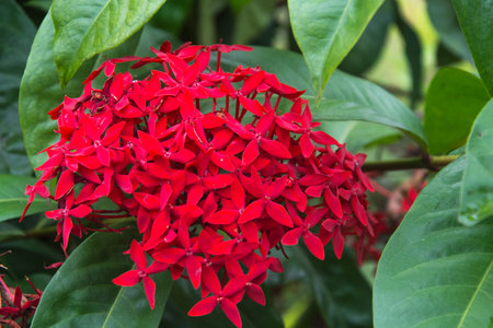 Close up of red ixora flower