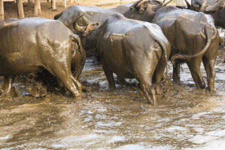 Buffalo wallowing in a mud