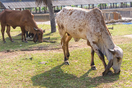 Cow eating grass in a fieldの写真素材