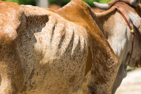 The cow in a fieldの写真素材