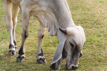 Cow eating grass in a fieldの写真素材