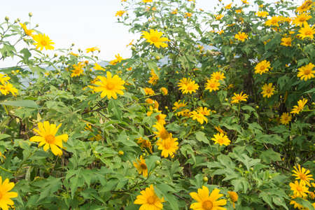 Close up of fresh mexican sunflowerの写真素材