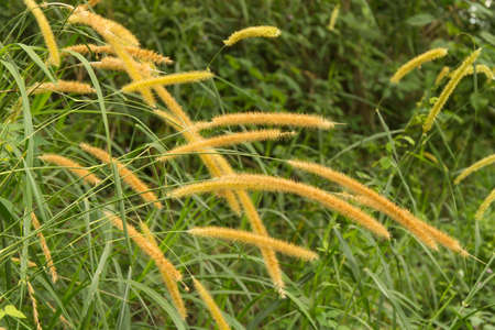 Fresh yellow flower with green leafの写真素材