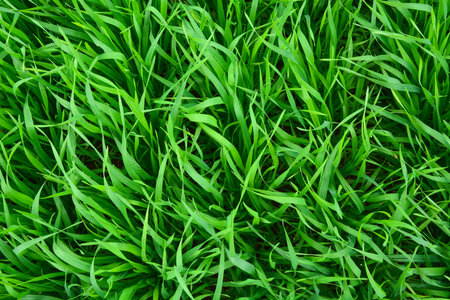The green grass texture background