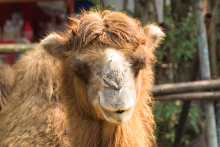 Close up of camel eating grassの写真素材