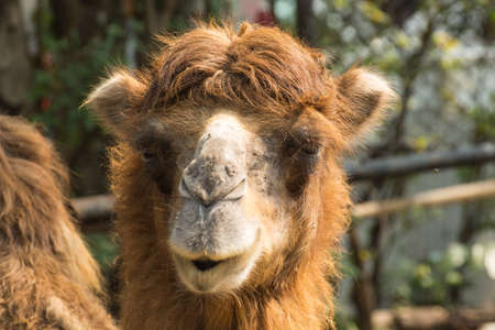 Close up of camel eating grassの写真素材