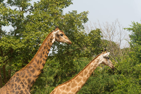 The head of giraffe with tree backgroundの写真素材