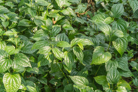 The fresh wild betel leafbushの写真素材