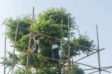 Worker preparing scaffolding for tree trimmingの写真素材