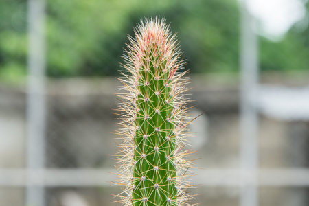 awn; bloom; blossom; botanic; botany; bush; cactus; flora; flower; fresh; garden; green; nature; needles; pattern; patterns; plant; plants; sharp; spike; tree;の写真素材