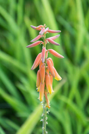 Fresh aloe vera flower in gardenの写真素材