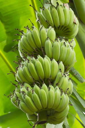 Green banana on banana treeの写真素材