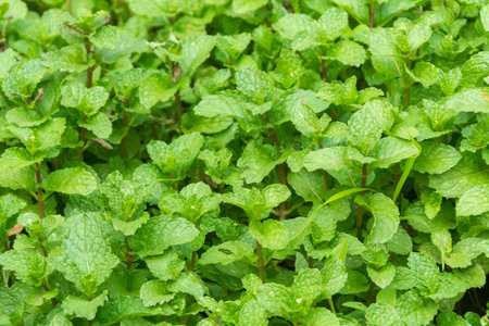 Green buds of kitchen mint plant