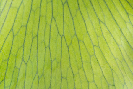 Design on leaf texture for pattern and background